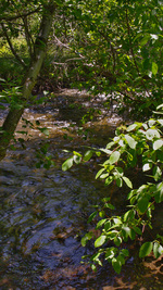 Summer, Little Blitzen River, Oregon