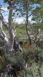 Summer Aspens and Flowers, Oregon