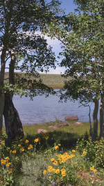 Aspens at Honeymoon Lake, Oregon