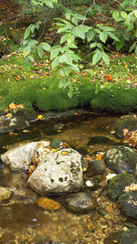 Autumn Eddy, Bear River, Maine