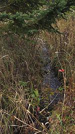 Autumn Brook, Maine