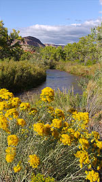 Late Summer Chamisa, New Mexico