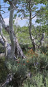 Summer Aspens and Flowers