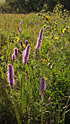 Early Summer Prairie Blazing Star