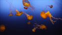 Sea Nettle Jellyfish