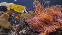 Clown Fish and Anemone